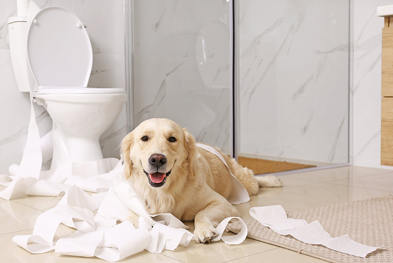 When their Belly Barks: Gastrointestinal Complaints in Dogs