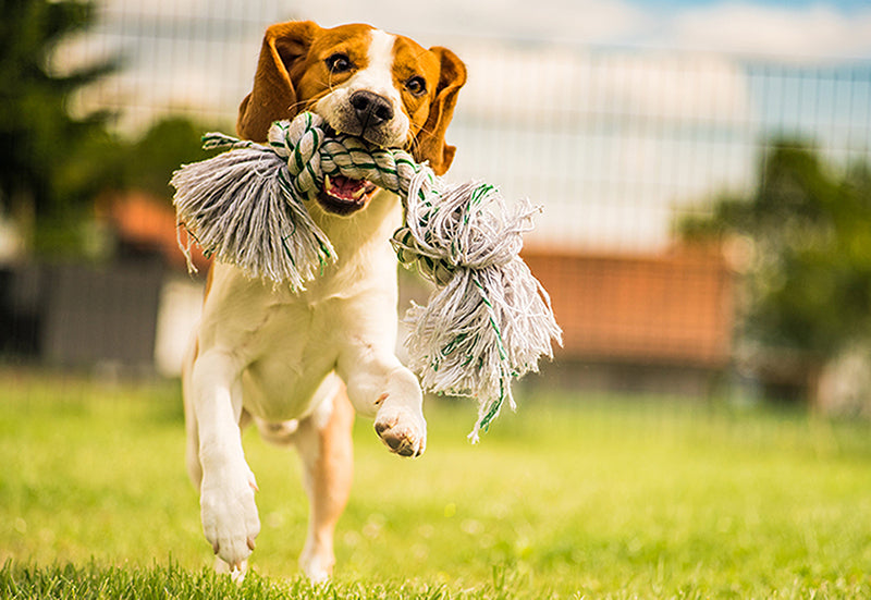 Joint Protection for Pets – how we can protect our furry friends