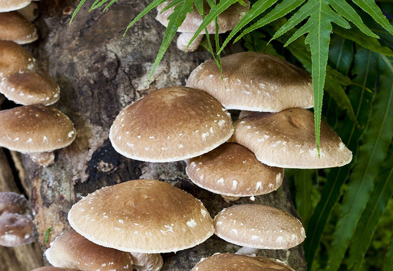 Vitamin B12 supplements – Fermentation vs. Plant-based