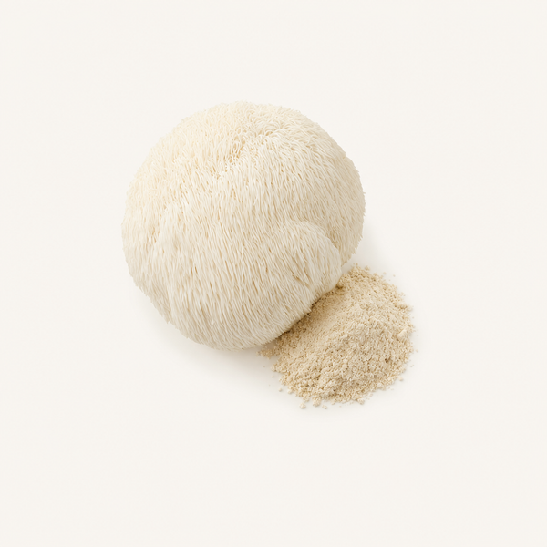 Estratto di Criniera di Leone (Hericium erinaceus) 20% polisaccaridi, 2% ericenoni