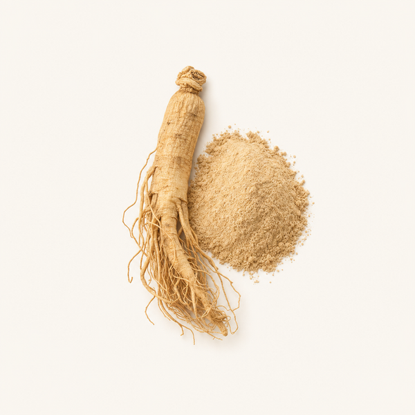 Estratto di radice di Panax Ginseng 10% Ginsenosidi