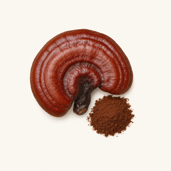 Estratto di Reishi (Ganoderma lucidum) Biologico 30% beta-glucani, 40% polisaccaridi