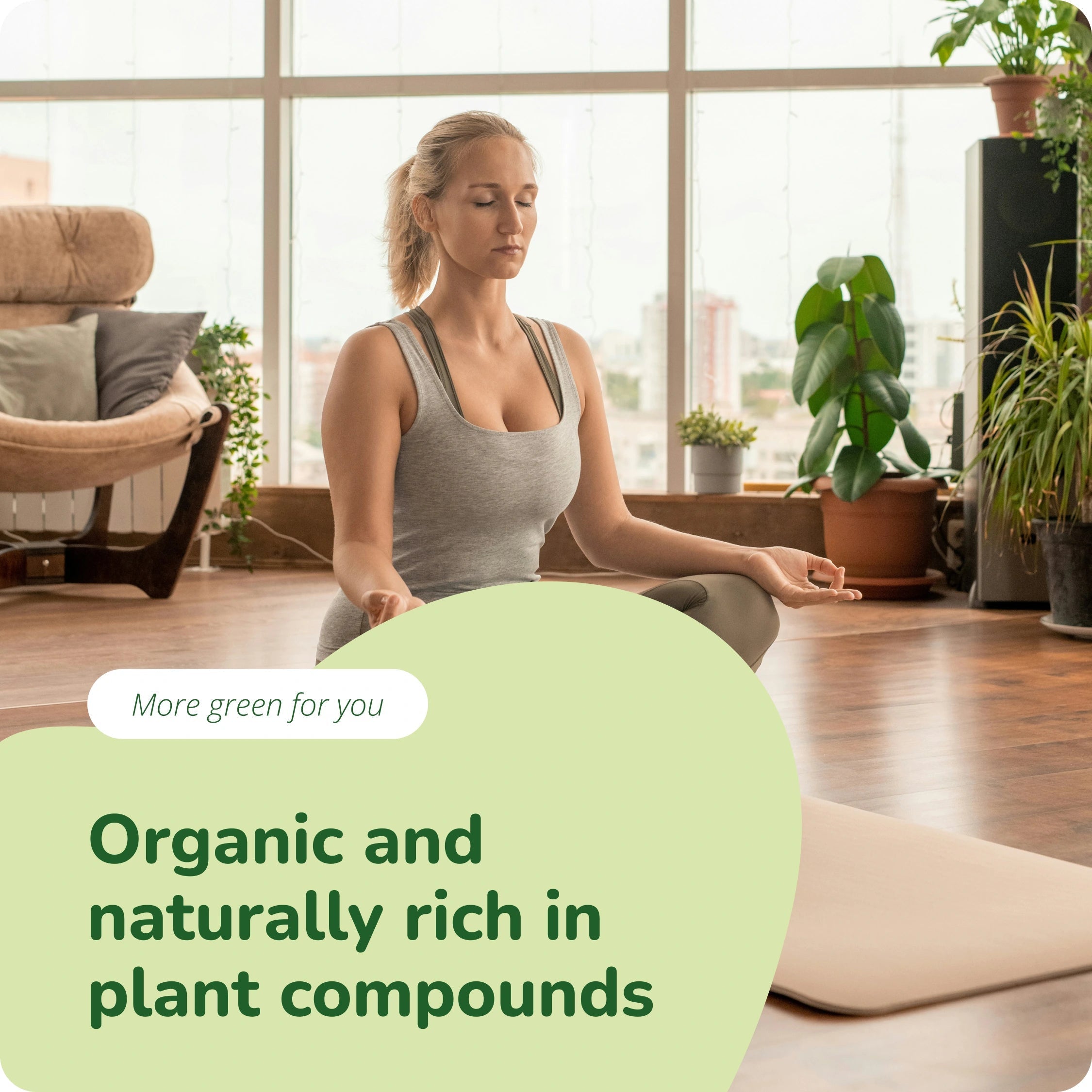 Moringa Oleifera Compresse Bio