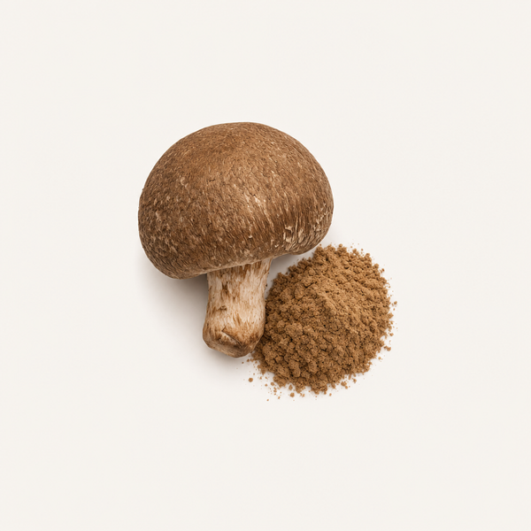 Estratto di Agaricus (Agaricus blazei Murr.) Biologico 40% polisaccaridi, 30% beta-glucani