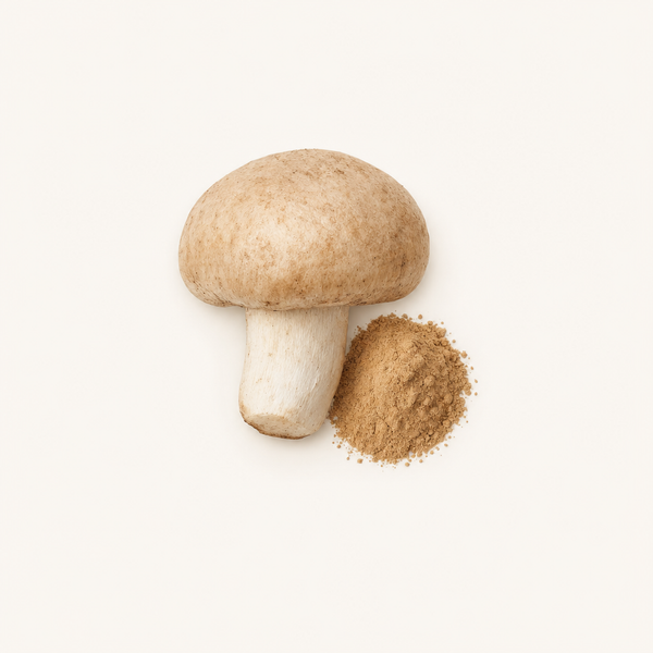 Estratto di Agaricus Blazei (Agaricus blazei Murr.) 40% polisaccaridi, 30% beta-glucani