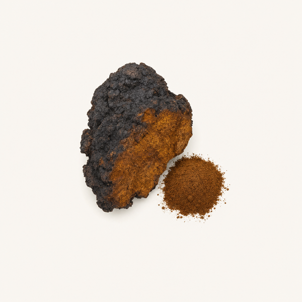 Estratto di Chaga (Inonotus obliquus) Biologico 40% polisaccaridi, 30% beta-glucani