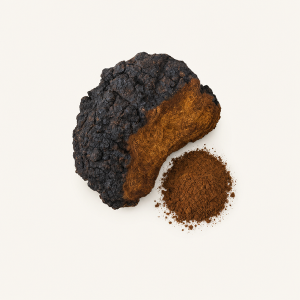 Estratto di Funghi Chaga 40% Polisaccaridi, 30% Beta Glucani