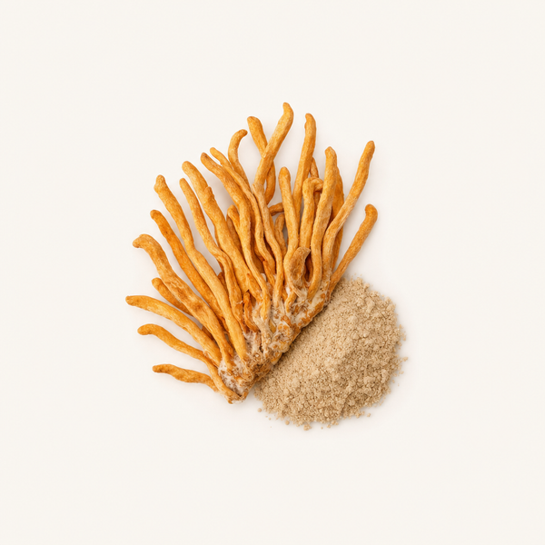 Estratto di micelio di Cordyceps CS-4 (40% polisaccaridi)