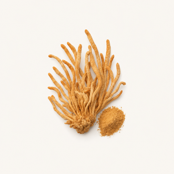 Estratto di Cordyceps Sinensis Biologico 40% polisaccaridi, 0,5% adenosina