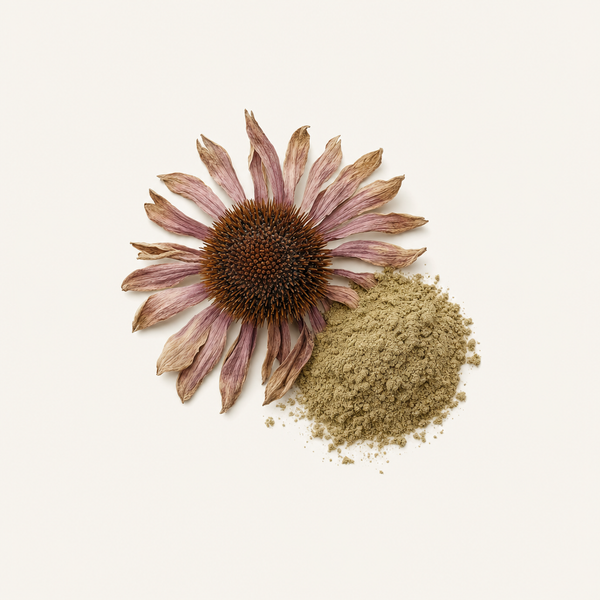 Estratto di erba di Echinacea purpurea 4% polifenoli