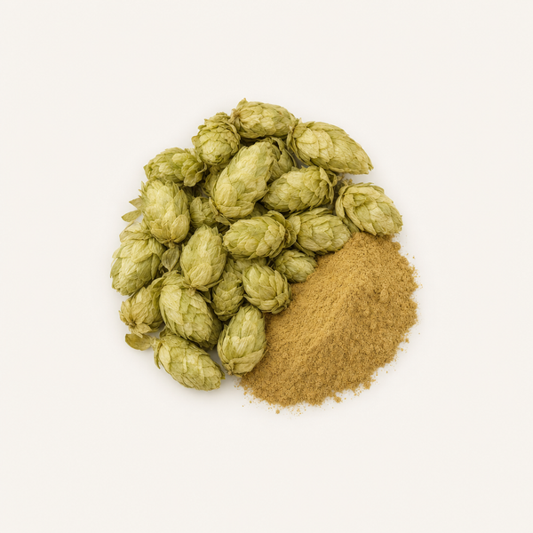 Estratto di fiore di luppolo (Humulus lupulus) 2% flavoni