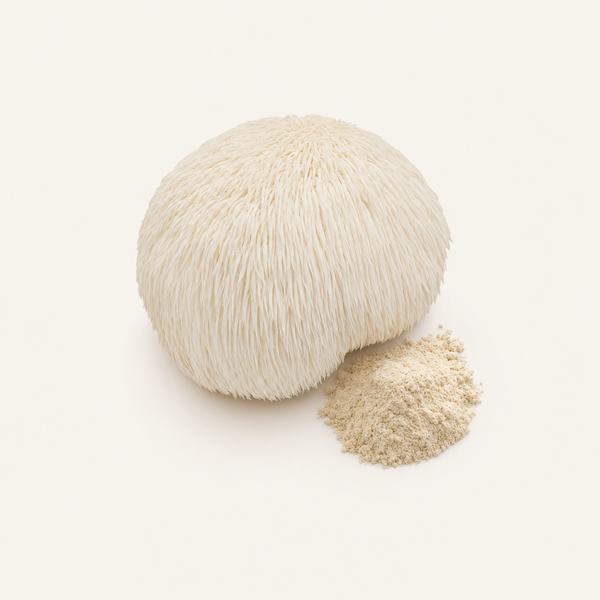 Estratto di Criniera di Leone (Hericium erinaceus) Biologico 20% polisaccaridi, 2% ericenoni