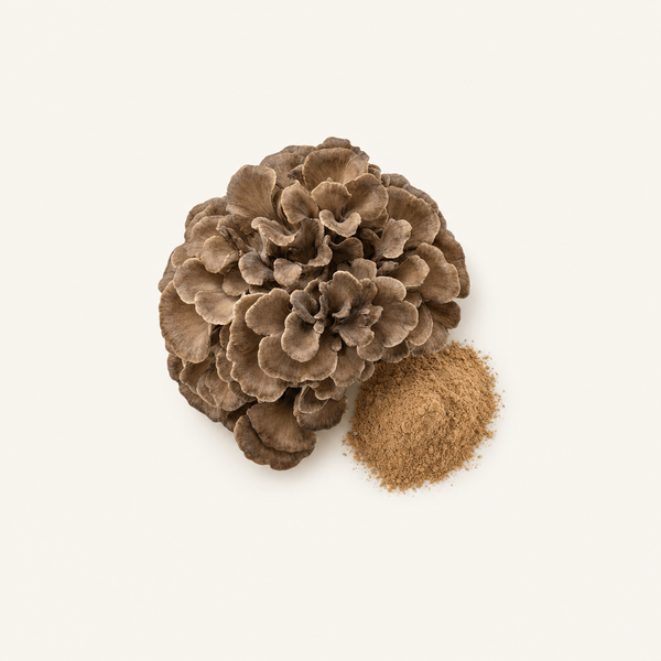 Estratto di Maitake (Grifola frondosa) Biologico 50% polisaccaridi