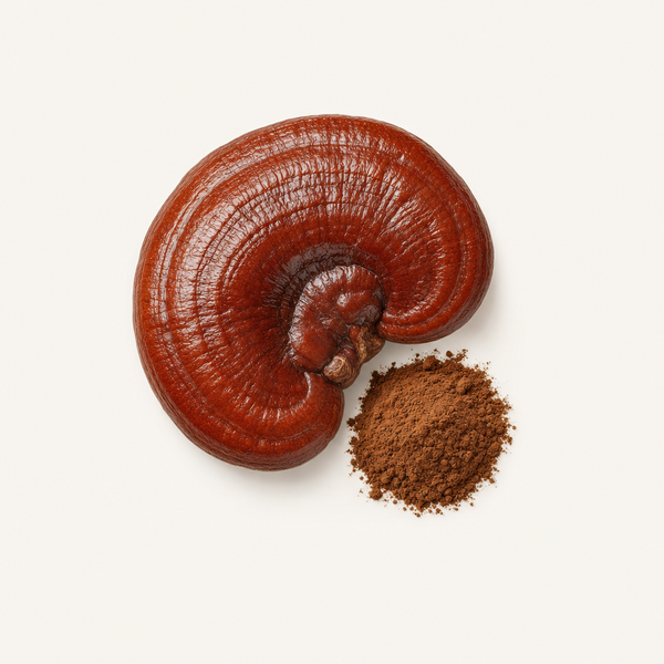 Estratto di Reishi (Ganoderma lucidum) 40% polisaccaridi