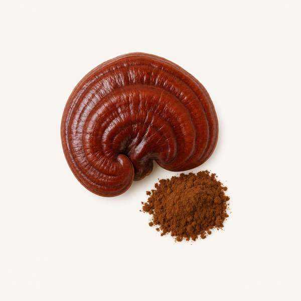 Estratto del corpo fruttifero di Reishi