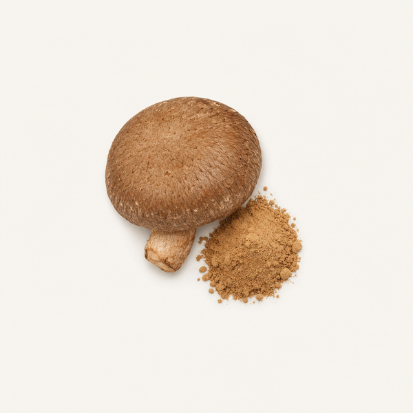 Estratto di Shiitake (Lentinus edodes) Estratto Biologico 30% beta-glucani, 40% polisaccaridi