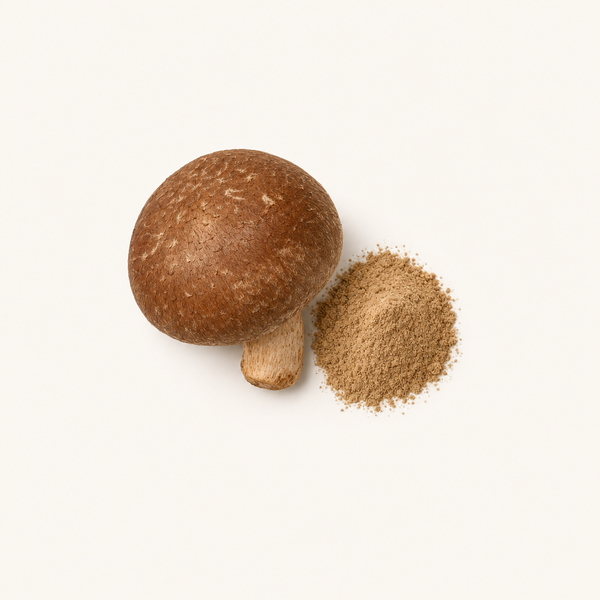 Estratto di Funghi Shiitake (Lentinus edodes) 40% polisaccaridi, 30% beta-glucani